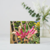 Trompete Chèvrefeuille Postkarte (Stehend Vorderseite)