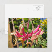 Trompete Chèvrefeuille Postkarte (Vorne/Hinten)