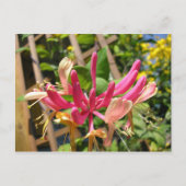 Trompete Chèvrefeuille Postkarte (Vorderseite)