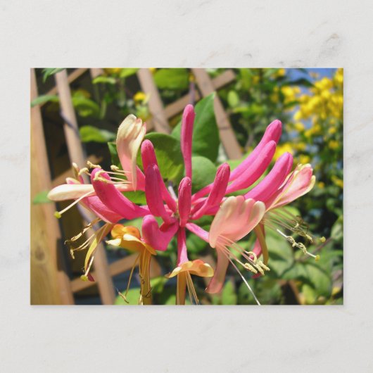 Trompete Chèvrefeuille Postkarte (Vorderseite)