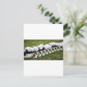 Trompeten! Postkarte (Stehend Vorderseite)