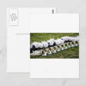 Trompeten! Postkarte (Vorne/Hinten)