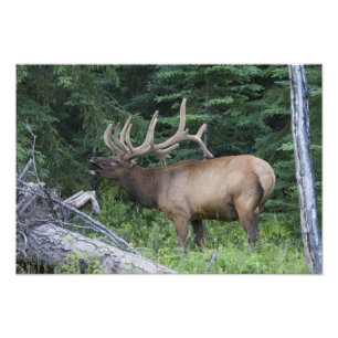 Trompetender Elch im Banff-Nationalpark, Kanada. Fotodruck