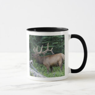Trompetender Elch im Banff-Nationalpark, Kanada. Tasse