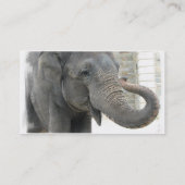 Trompetenelefant-Visitenkarte Visitenkarte (Rückseite)