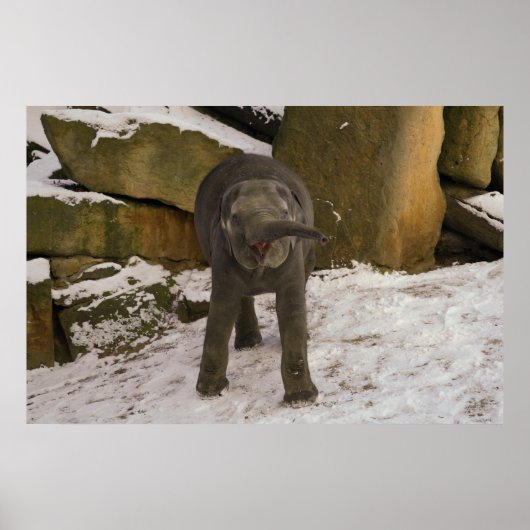 TrompetenElefanten im Schnee Poster (Vorne)