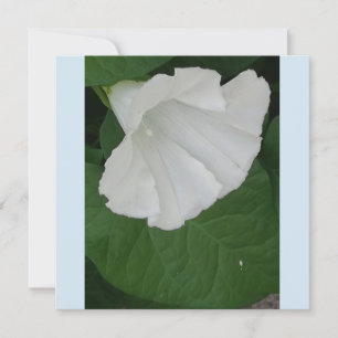 Trompetenförmige weiße Blume Einladung