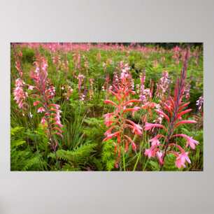 Trompetenlilie (Watsonia) Blume, Ostkap Poster