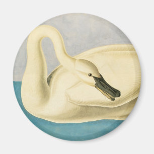 Trompeterschwan von John James Audubon, Vintage Vo Magnet