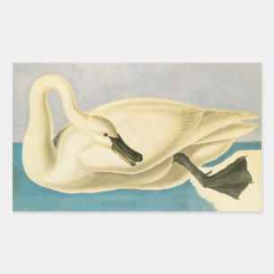 Trompeterschwan von John James Audubon, Vintage Vo Rechteckiger Aufkleber