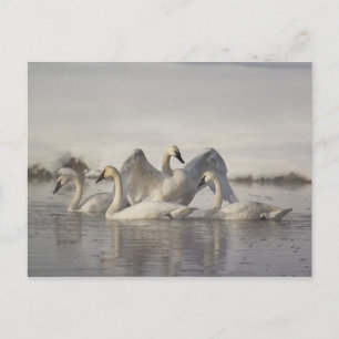 Trompeterschwäne im Madison River im Winter Postkarte