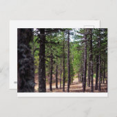 Troodos-Gebirgswald, Zypern Postkarte (Vorne/Hinten)