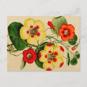 "Tropacalum" Zinnien Vintage-Skizze Postkarte
