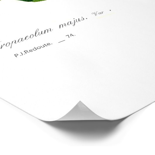 Tropäolum majus(nasturtium) poster (Ecke)