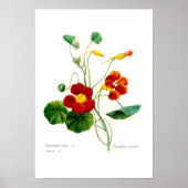 Tropäolum majus(nasturtium) poster (Vorne)