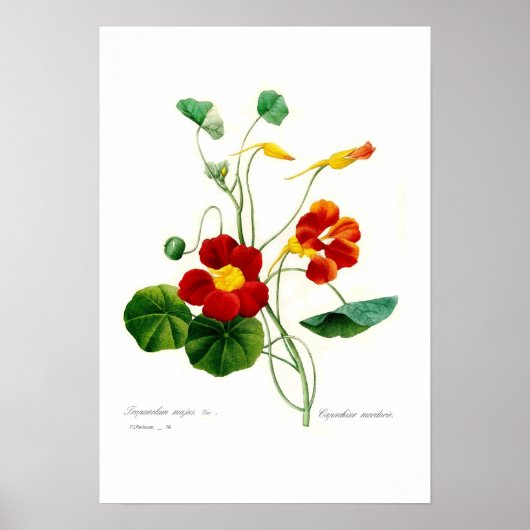 Tropäolum majus(nasturtium) poster (Vorne)