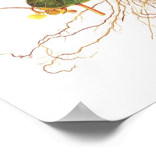 Tropäolum majus poster (Ecke)