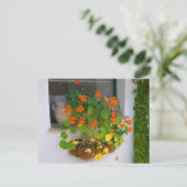 Tropäolum majus postkarte (Stehend Vorderseite)