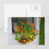 Tropäolum majus postkarte (Vorne/Hinten)