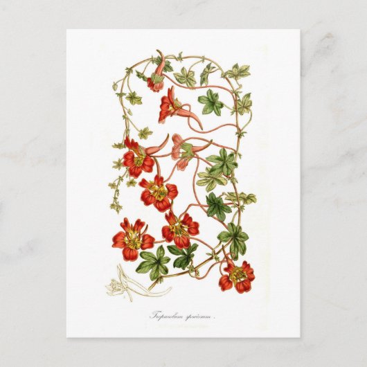 Tropäolum-Speziosum Postkarte (Vorderseite)