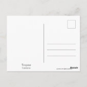 Tropea (Italien) Postkarte (Rückseite)