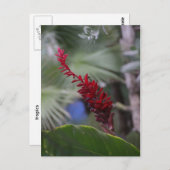 Tropen Postkarte (Vorne/Hinten)