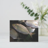 Tropenfische Postkarte (Stehend Vorderseite)