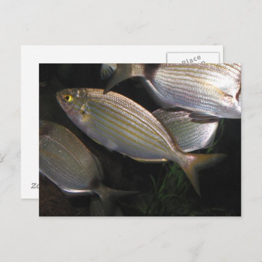 Tropenfische Postkarte (Vorne/Hinten)