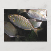 Tropenfische Postkarte (Vorderseite)