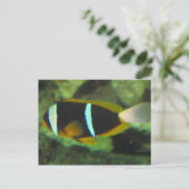 Tropenfische Postkarte (Stehend Vorderseite)