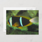 Tropenfische Postkarte (Vorne/Hinten)