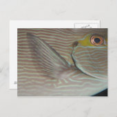 Tropenfische Postkarte (Vorne/Hinten)