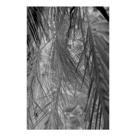 Tropenflüster Poster