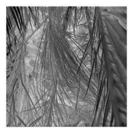 Tropenflüster Poster