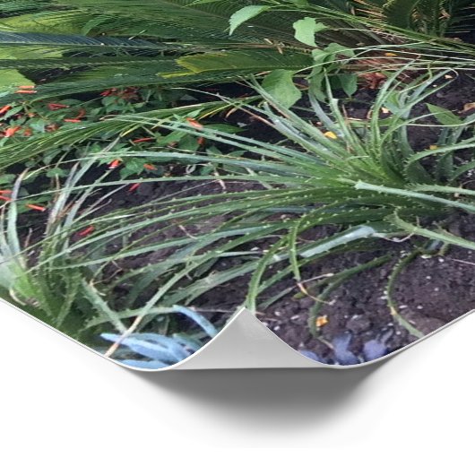 Tropengarten Poster (Ecke)