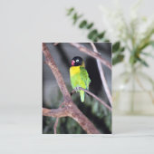 Tropenmaskenvogel Postkarte (Stehend Vorderseite)