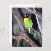 Tropenmaskenvogel Postkarte (Vorne/Hinten)