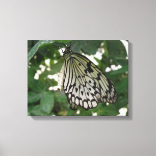 Tropenpapier Kite Butterfly Canvas drucken Leinwanddruck