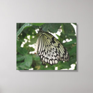 Tropenpapier Kite Butterfly Canvas drucken Leinwanddruck