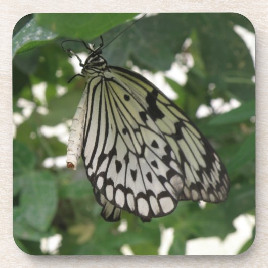 Tropenpapier Kite Butterfly Cork Untersetzer (Vorderseite)