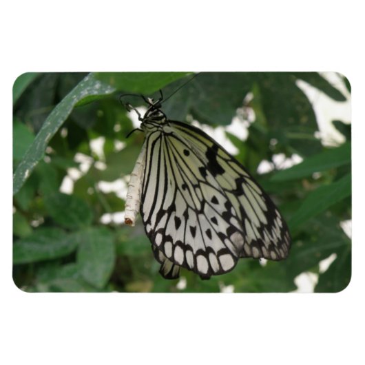 Tropenpapier Kite Butterfly Flexi Magnet (Horizontal)