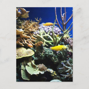 Tropenriff 3 postkarte