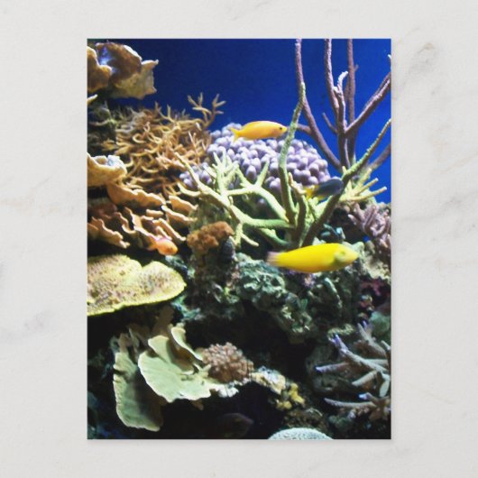 Tropenriff 3 postkarte (Vorderseite)