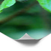 Tropenrosa Blume Poster (Ecke)