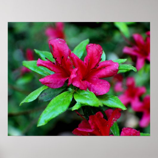 Tropenrosa Blume Poster (Vorne)