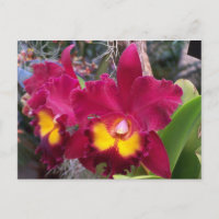 Tropenrosa Fuschia-Cattleya-Orchideen-Blume