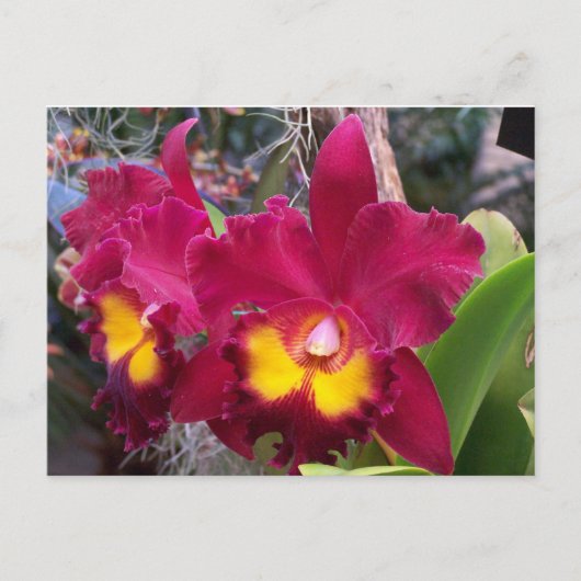 Tropenrosa Fuschia-Cattleya-Orchideen-Blume Postkarte (Vorderseite)