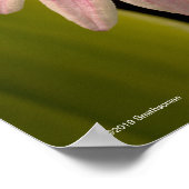 Tropenrosa Orchid Poster (Ecke)