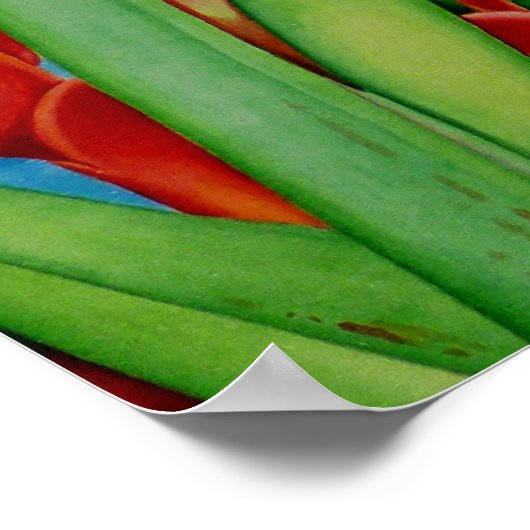 Tropenrot Poster (Ecke)