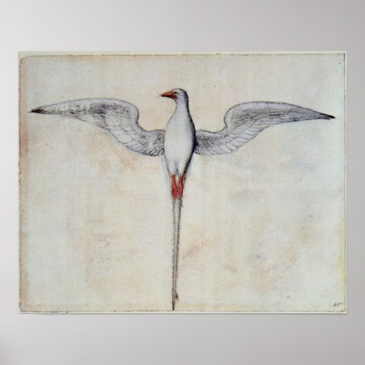 Tropenvogel Poster (Vorne)